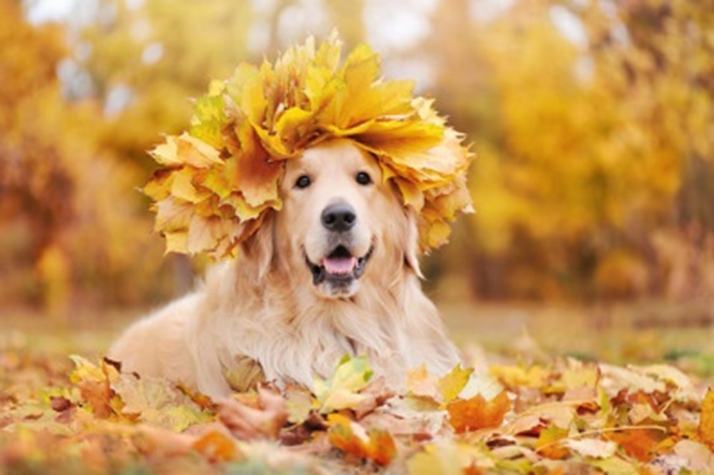 Dog in a leaf crown